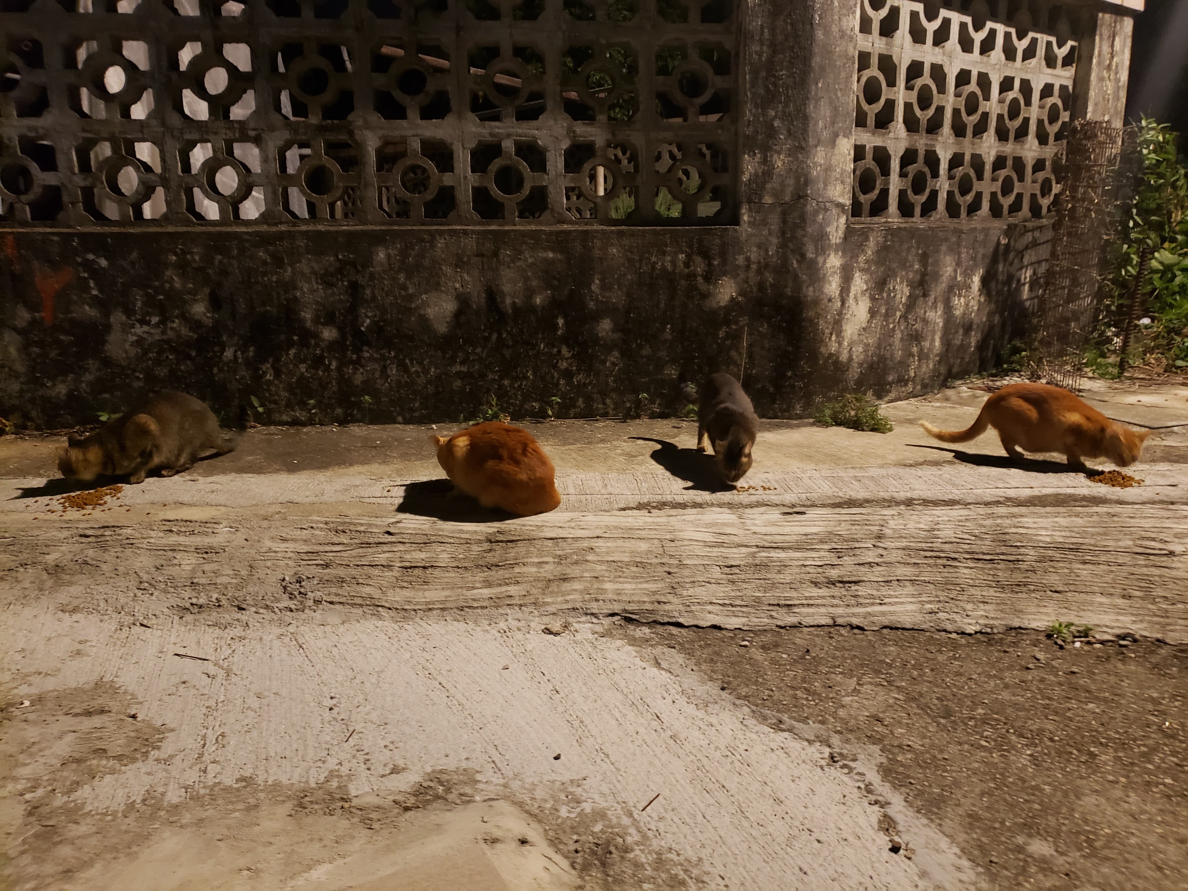 Sally的新鄰居對她餵飼流浪貓一舉表示不滿。(受訪者提供) Sally的新鄰居對她餵飼流浪貓一舉表示不滿。(受訪者提供)