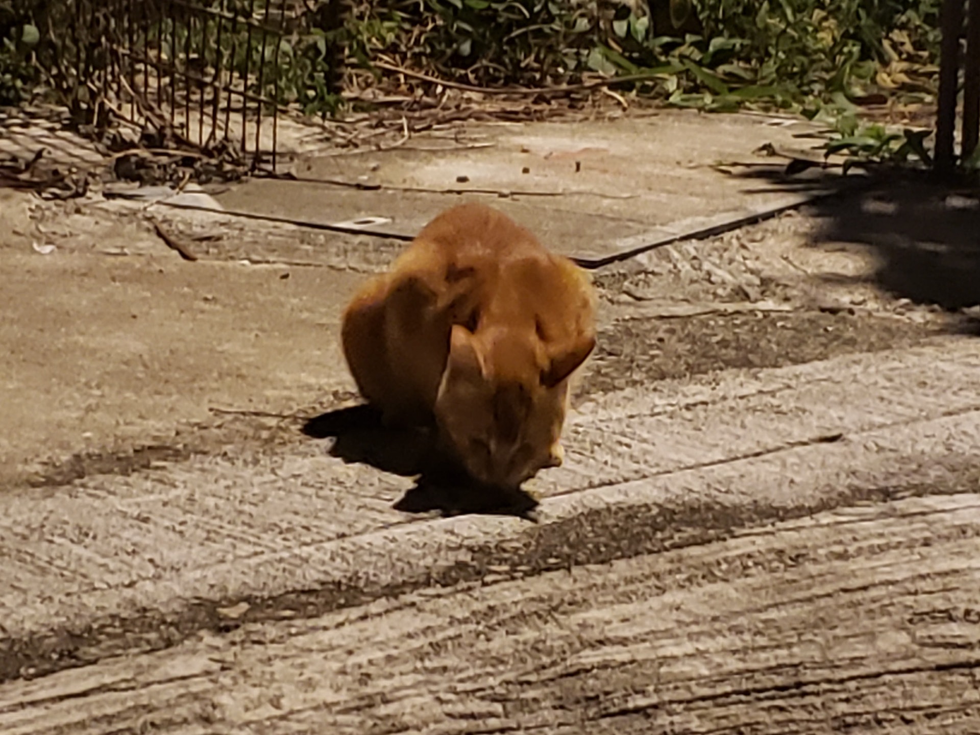 她慨嘆:「唉,點解連幾隻貓都包容唔到。不過我都明貓貓可能真係令佢好困擾。」(受訪者提供) 她慨嘆:「唉,點解連幾隻貓都包容唔到。不過我都明貓貓可能真係令佢好困擾。」(受訪者提供)