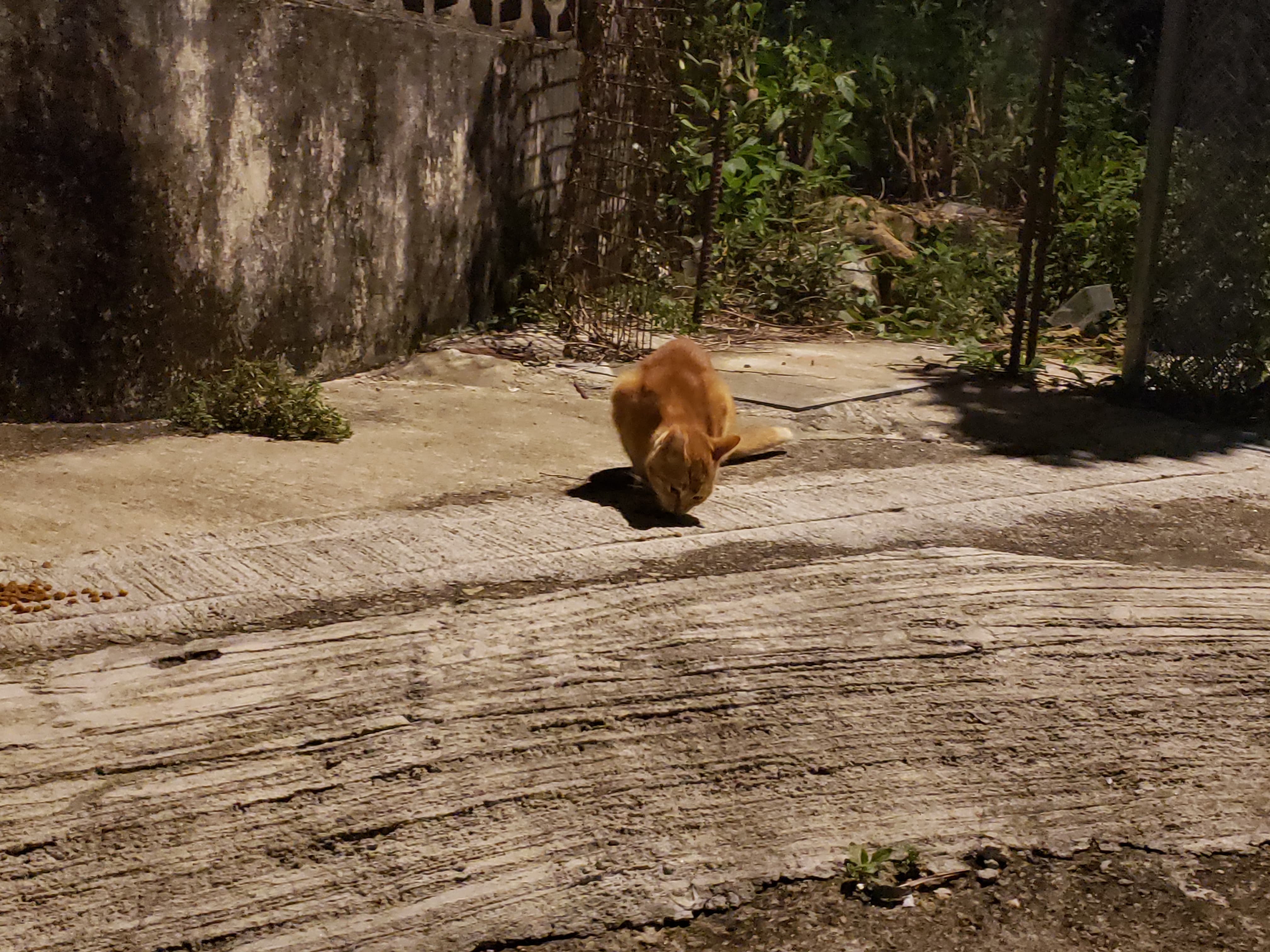 該名鄰居出言威脅,表示如Sally不將貓貓們趕走,便會毒害貓貓。(受訪者提供) 該名鄰居出言威脅,表示如Sally不將貓貓們趕走,便會毒害貓貓。(受訪者提供)