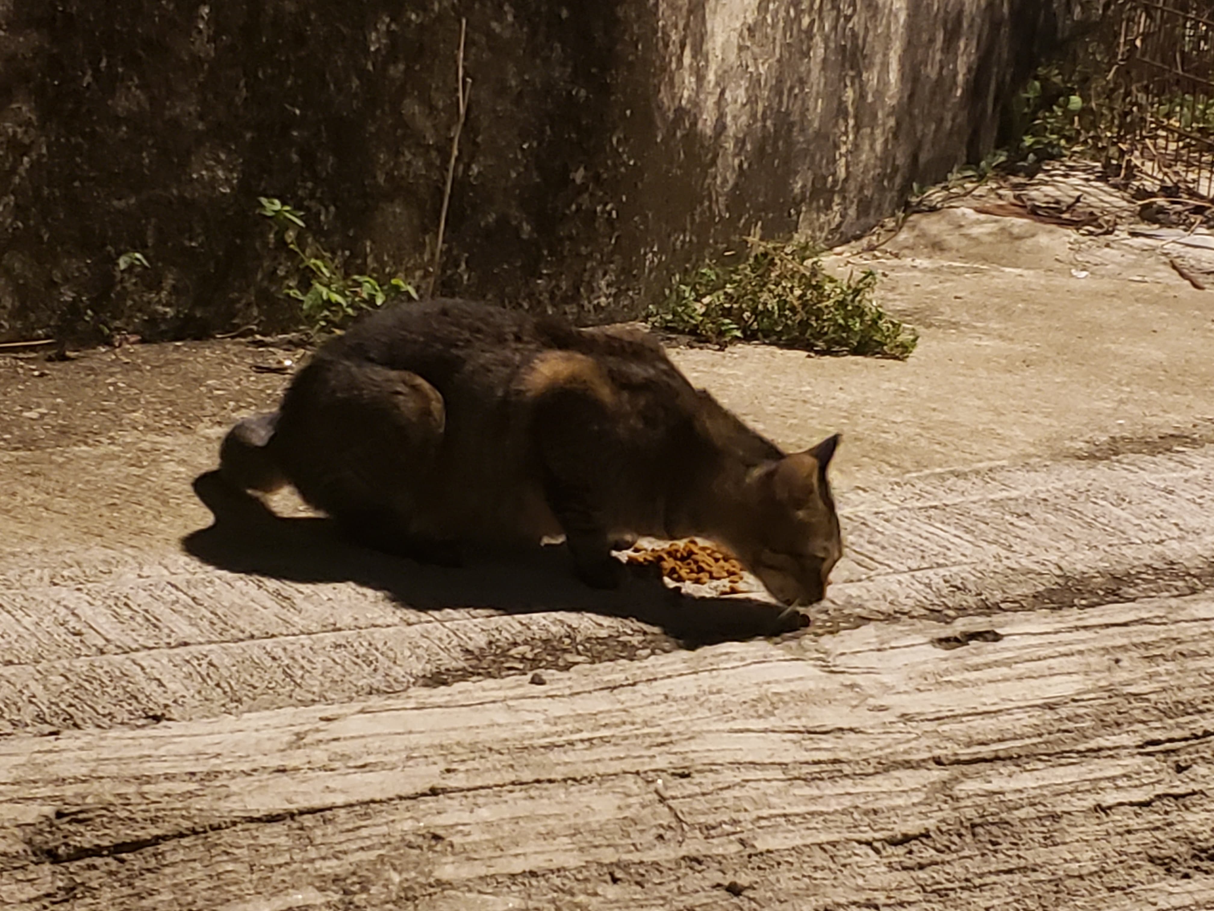 Sally引述該名鄰居指,貓貓經常跳入其花園範圍如廁,令其一家大感厭煩。(受訪者提供) Sally引述該名鄰居指,貓貓經常跳入其花園範圍如廁,令其一家大感厭煩。(受訪者提供)