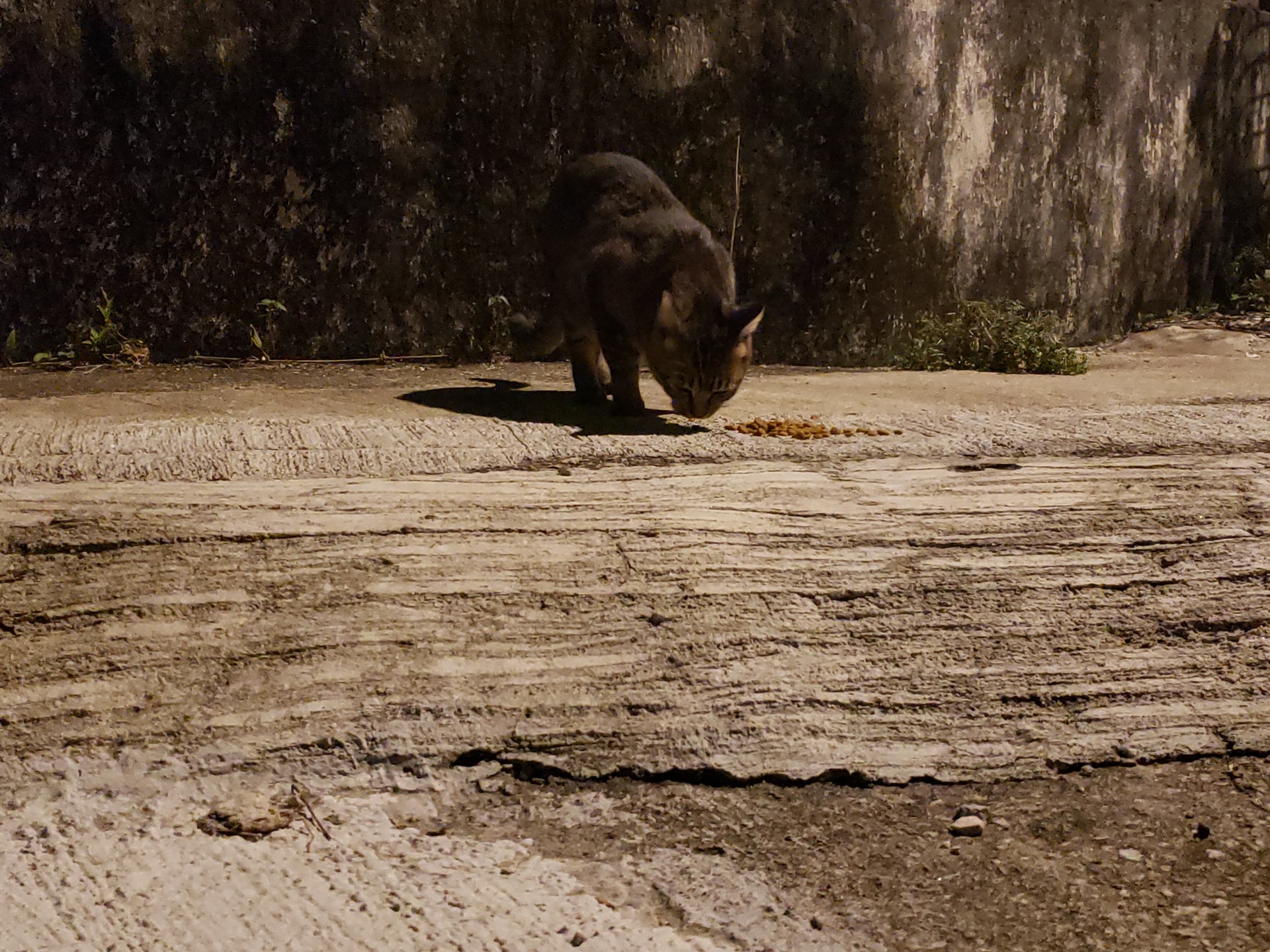 為了貓貓的安危著想,Sally唯有為牠們尋家,讓牠們能離開這地方。(受訪者提供) 為了貓貓的安危著想,Sally唯有為牠們尋家,讓牠們能離開這地方。(受訪者提供)