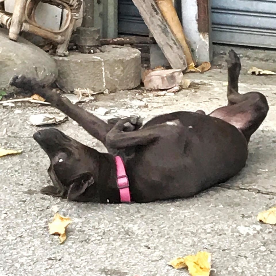 台灣一名女飼主發現愛犬倒臥在路口,翻白眼且四肢僵直。(Facebook@米克斯傳奇) 台灣一名女飼主發現愛犬倒臥在路口,翻白眼且四肢僵直。(Facebook@米克斯傳奇)