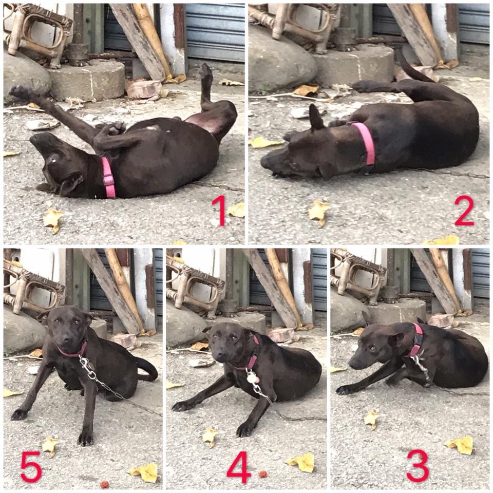 女飼主迅速跑至歐歐身旁,豈料歐歐卻在這時突然轉身,睜開眼睛。(Facebook@米克斯傳奇) 女飼主迅速跑至歐歐身旁,豈料歐歐卻在這時突然轉身,睜開眼睛。(Facebook@米克斯傳奇)