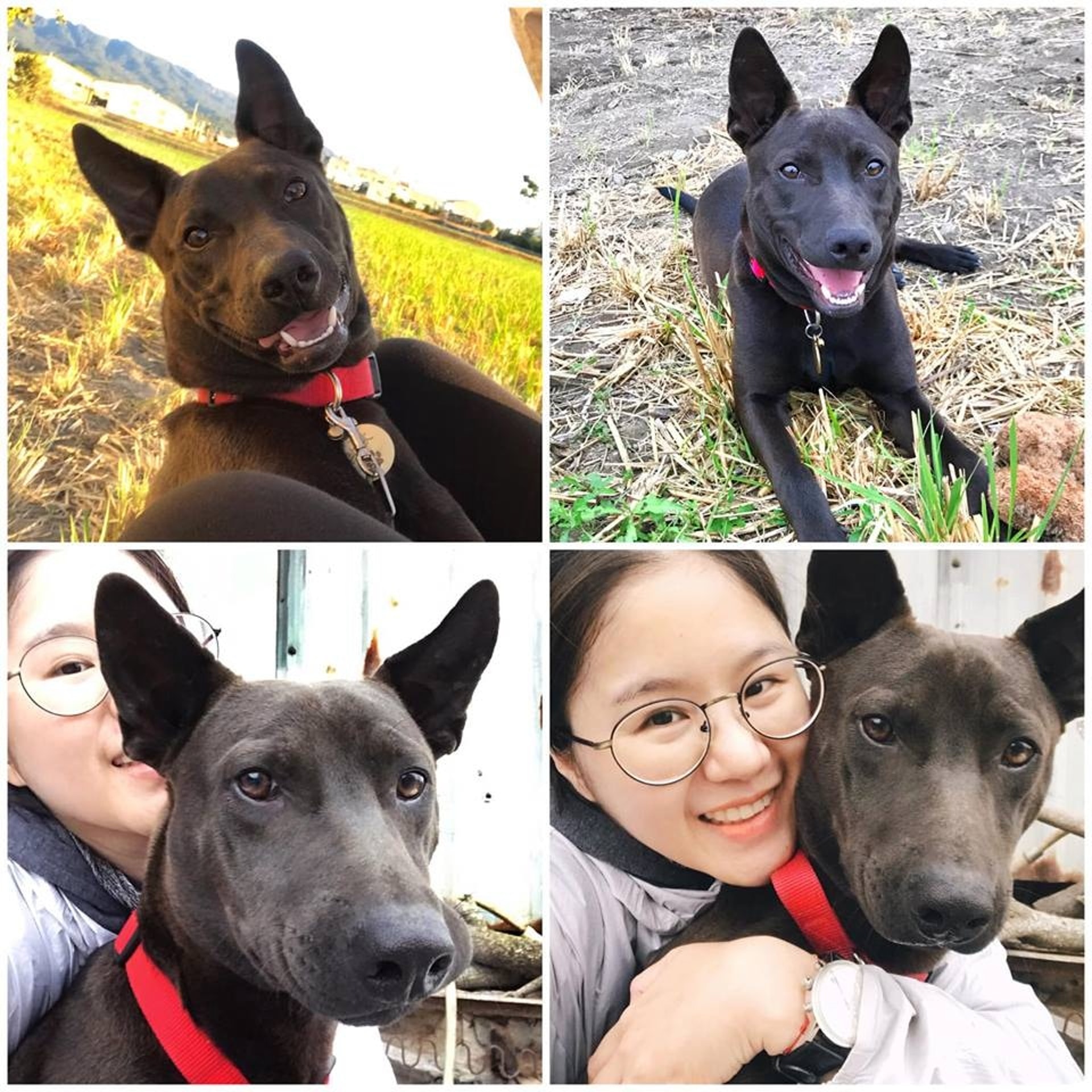 女飼主得知愛犬安然無恙,雖然大感驚喜,但仍不禁咒罵了一聲。(Facebook@米克斯傳奇) 女飼主得知愛犬安然無恙,雖然大感驚喜,但仍不禁咒罵了一聲。(Facebook@米克斯傳奇)