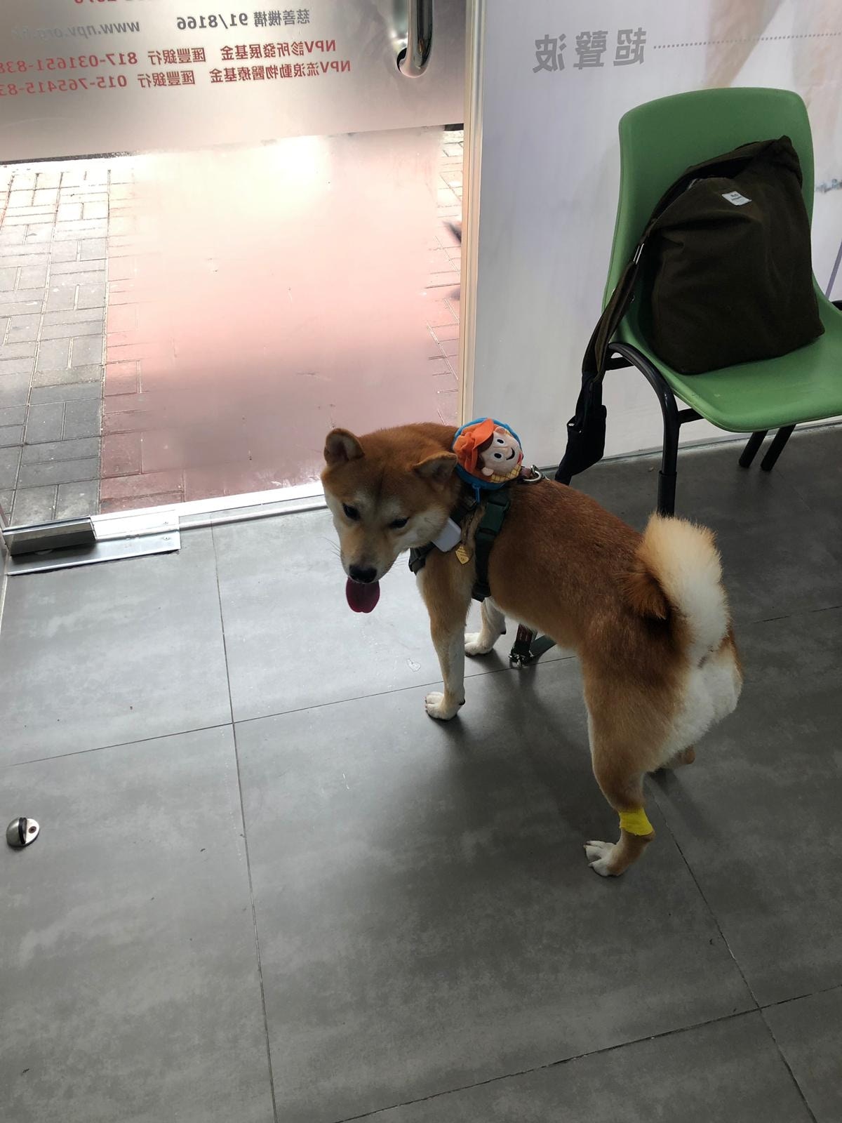 Katie和吉仔吸入催淚煙後,當場感到不適。吉仔當時精神呆滯,呼吸急速、鼻頭狂冒鼻水,她立即用水幫吉仔沖頭,並餵牠喝用大量清水。(受訪者提供) Katie和吉仔吸入催淚煙後,當場感到不適。吉仔當時精神呆滯,呼吸急速、鼻頭狂冒鼻水,她立即用水幫吉仔沖頭,並餵牠喝用大量清水。(受訪者提供)