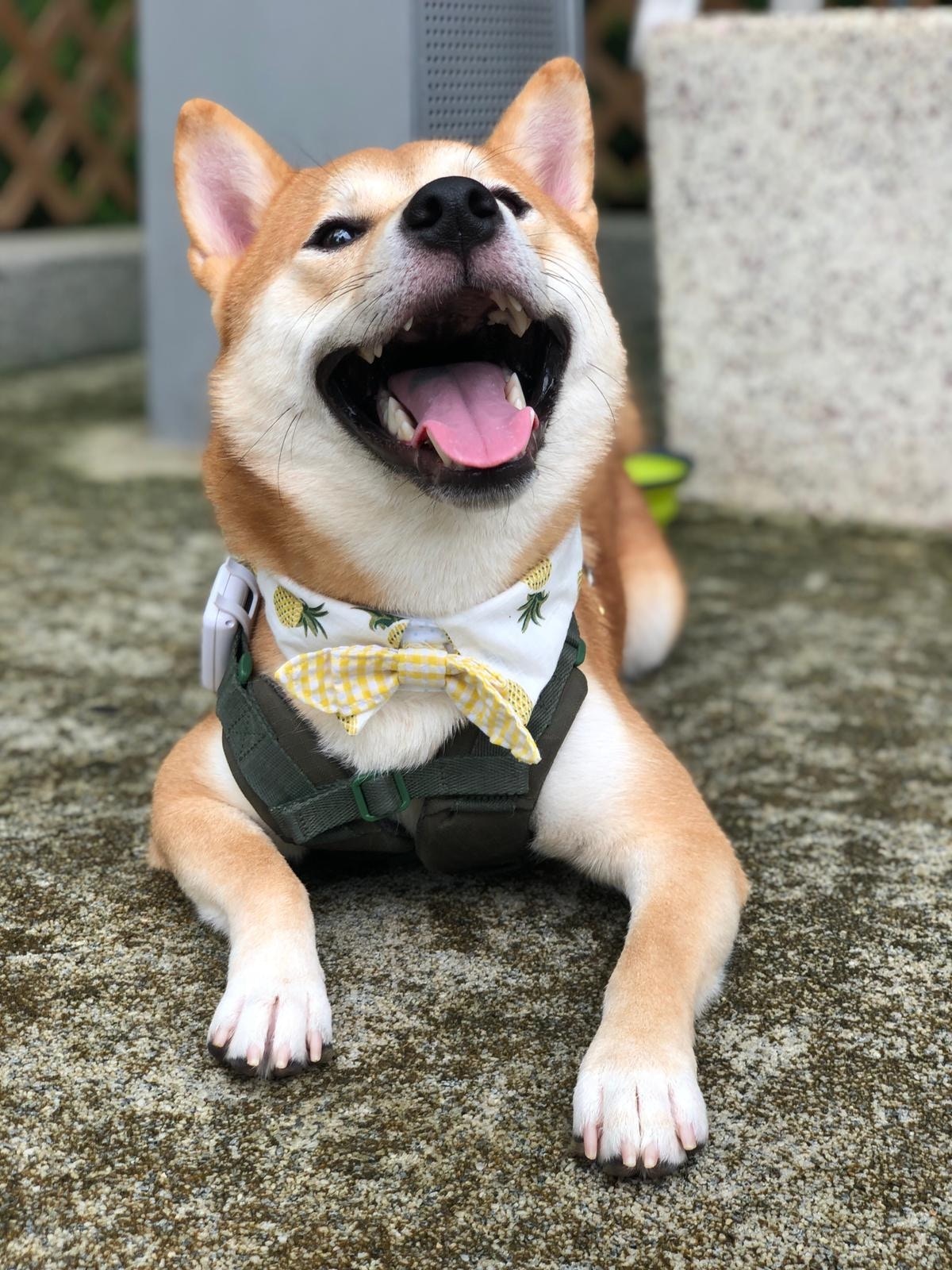 Katie接受《香港01》訪問指,「我覺得好憤怒,每晚放狗係每位狗主日常生活嘅一部分。」(受訪者提供) Katie接受《香港01》訪問指,「我覺得好憤怒,每晚放狗係每位狗主日常生活嘅一部分。」(受訪者提供)