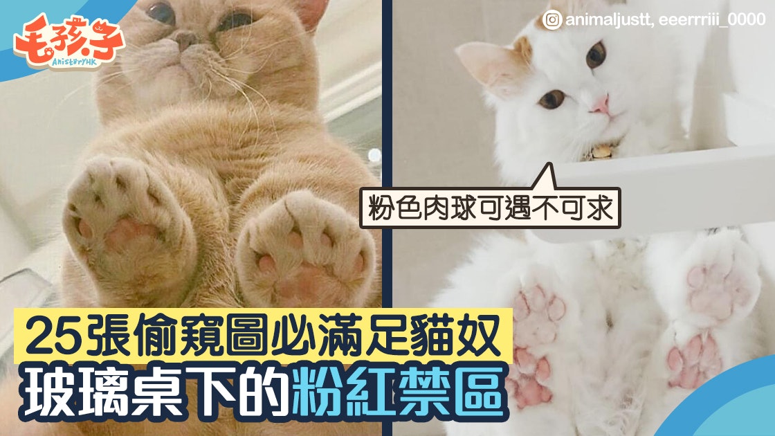 貓肉球 25張超萌偷窺照 滿足你窺視粉紅禁區的慾望 香港01 寵物