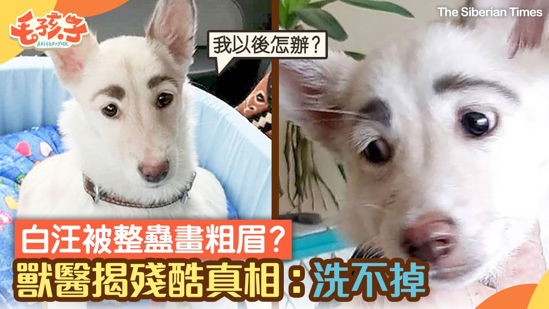 流浪狗疑被惡作劇畫粗眉獸醫揭殘酷真相 永遠洗不掉 香港01 寵物