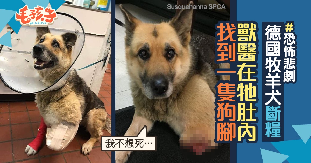 德國牧羊犬被綁屋外斷水斷糧這天牠忍痛咬斷自己腳充飢 香港01 寵物