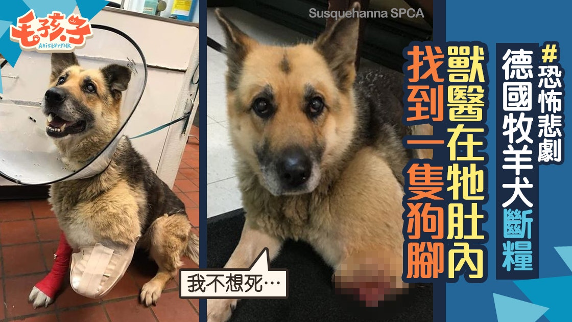 德國牧羊犬被綁屋外斷水斷糧這天牠忍痛咬斷自己腳充飢 香港01 寵物