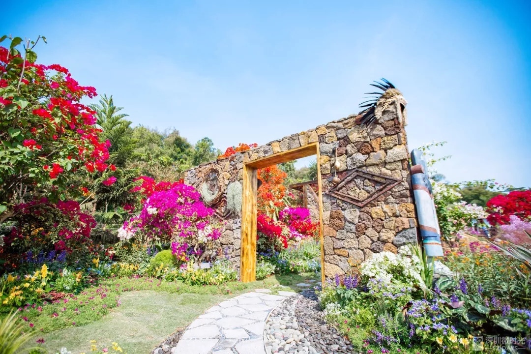 深圳蓮花山公園萬 勁靚簕杜鵑花展把握最後周末即去打卡 香港01 旅遊