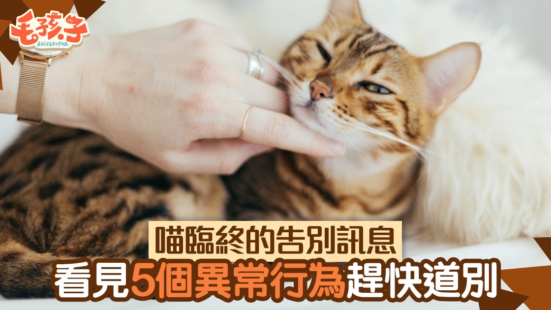 看見老貓這模樣趕快道別5個貓咪臨終前留下的訊息 香港01 寵物