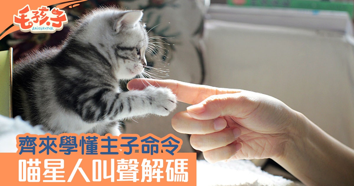 貓奴必學 聽到這10種貓咪叫聲便知牠心裏想什麼 上