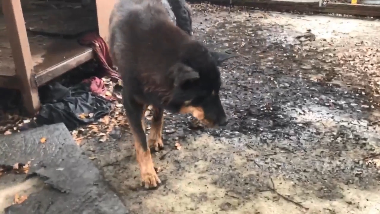 上水坑頭村的地盤工地外,有一頭不良於行的狗狗。(Facebook@毛孩守護者) 上水坑頭村的地盤工地外,有一頭不良於行的狗狗。(Facebook@毛孩守護者)