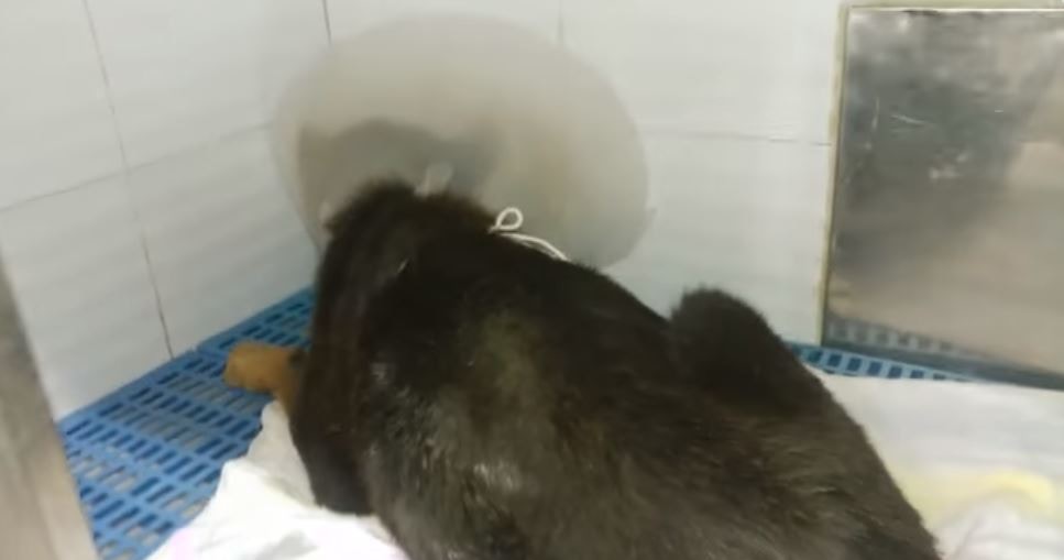 金門現時並沒生命危險。(Facebook@毛孩守護者) 金門現時並沒生命危險。(Facebook@毛孩守護者)