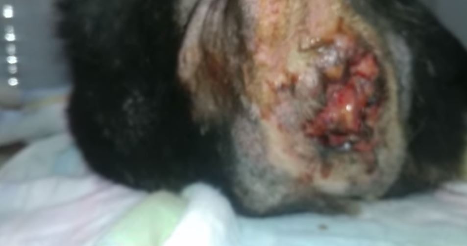 金門現時已完成手術,並無生命危險。(Facebook@毛孩守護者) 金門現時已完成手術,並無生命危險。(Facebook@毛孩守護者)