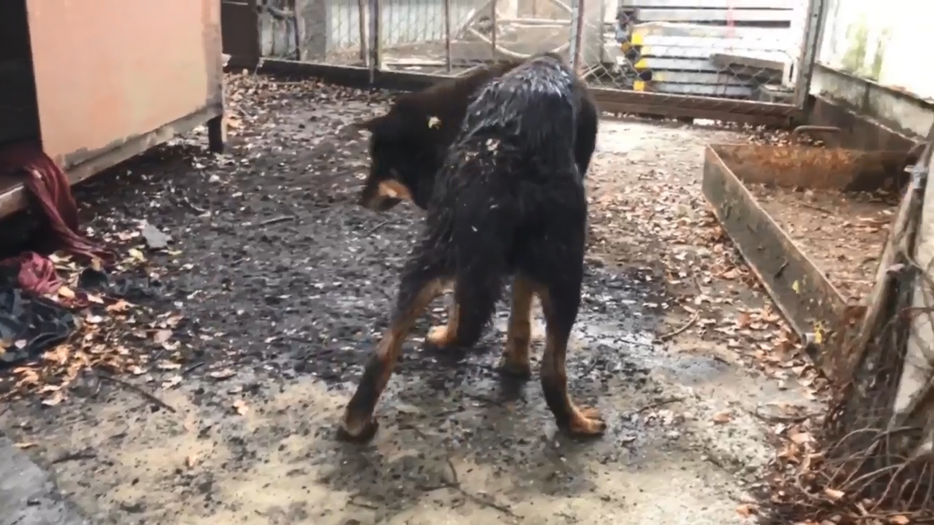 狗狗花盡畢生,卑微地守護這片工地,卻連名字也欠奉,毛守遂為取名「金門」。(Facebook@毛孩守護者) 狗狗花盡畢生,卑微地守護這片工地,卻連名字也欠奉,毛守遂為取名「金門」。(Facebook@毛孩守護者)