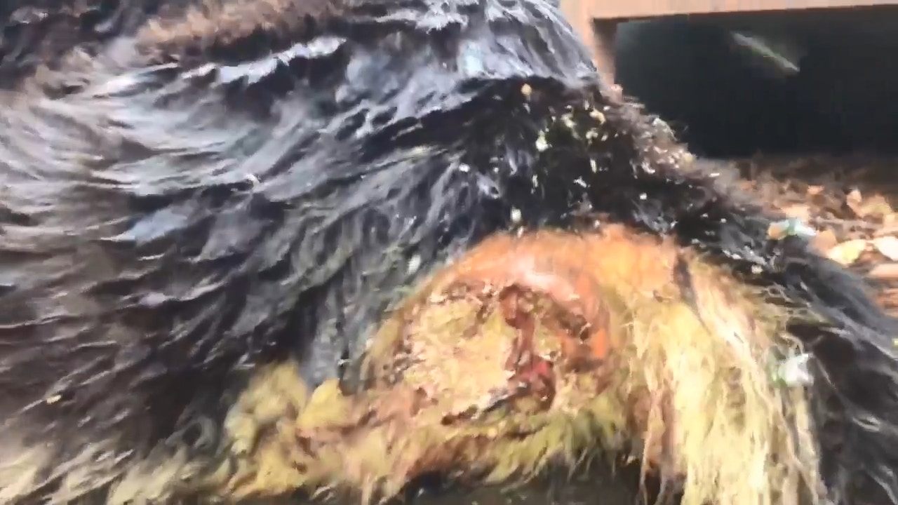 牠的傷口引來大量烏蠅蟲產卵。(Facebook@毛孩守護者) 牠的傷口引來大量烏蠅蟲產卵。(Facebook@毛孩守護者)