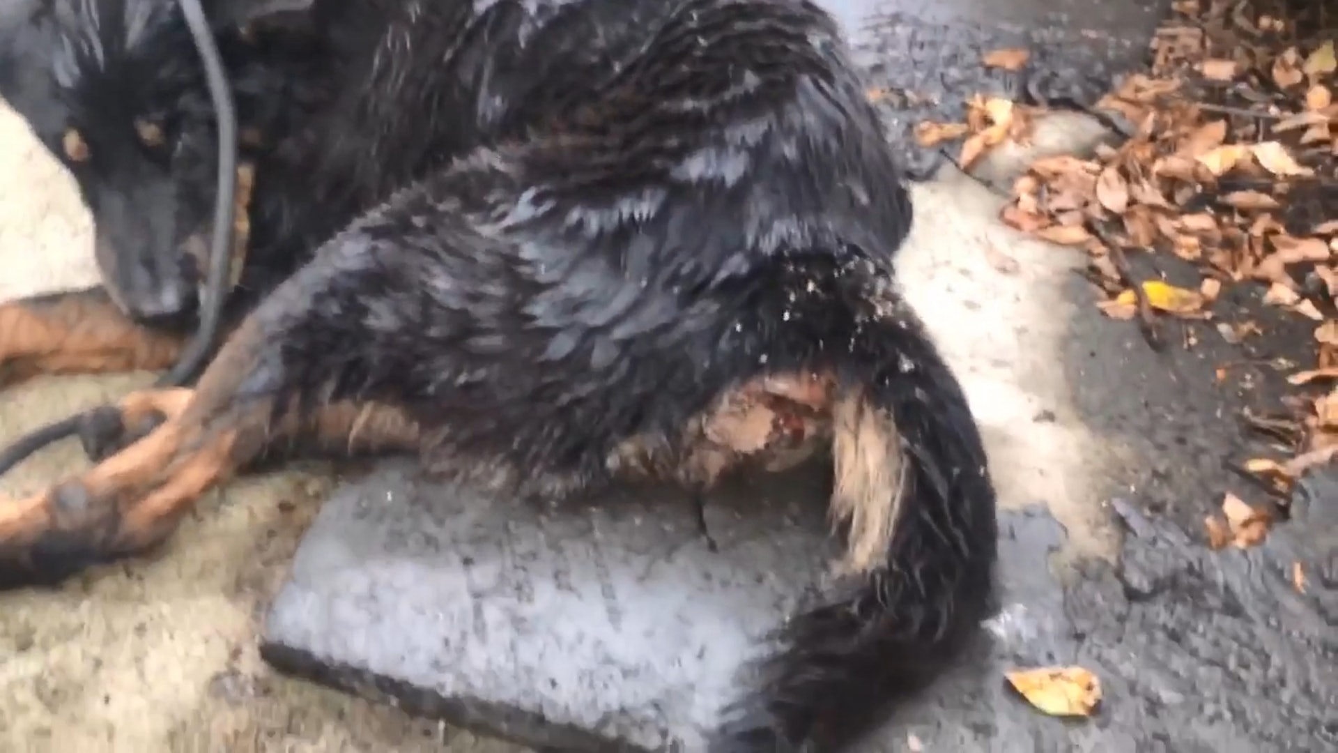 金門現時臀部有兩個大傷口,因肛門腺爆裂,而無法自行排便。(Facebook@毛孩守護者) 金門現時臀部有兩個大傷口,因肛門腺爆裂,而無法自行排便。(Facebook@毛孩守護者)