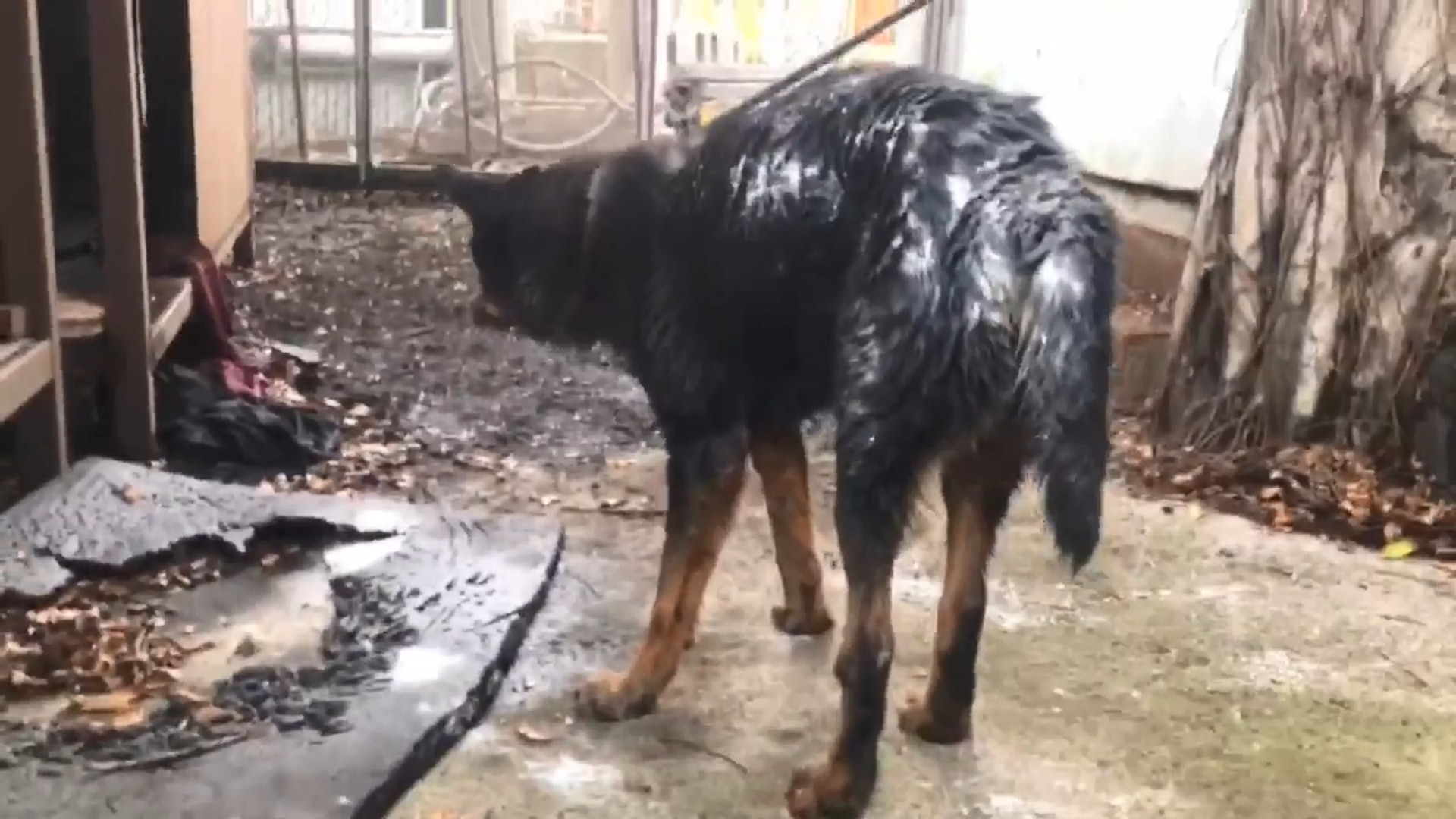 過百條蟲隨即從牠的身上掉落。(Facebook@毛孩守護者) 過百條蟲隨即從牠的身上掉落。(Facebook@毛孩守護者)