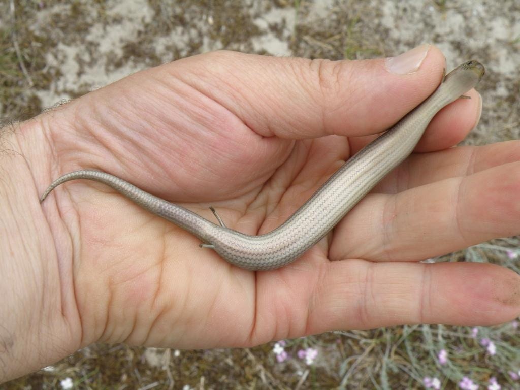 謎之生物 西三趾石龍子 登場網民驚訝 畫蛇添足真有其物 香港01 寵物