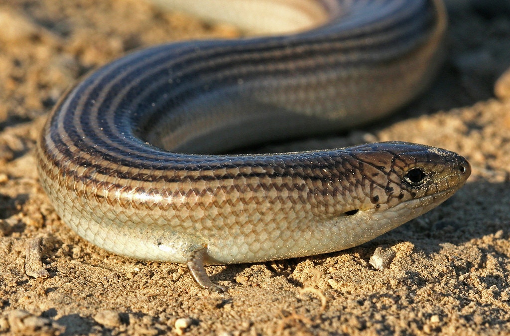 謎之生物 西三趾石龍子 登場網民驚訝 畫蛇添足真有其物 香港01 寵物