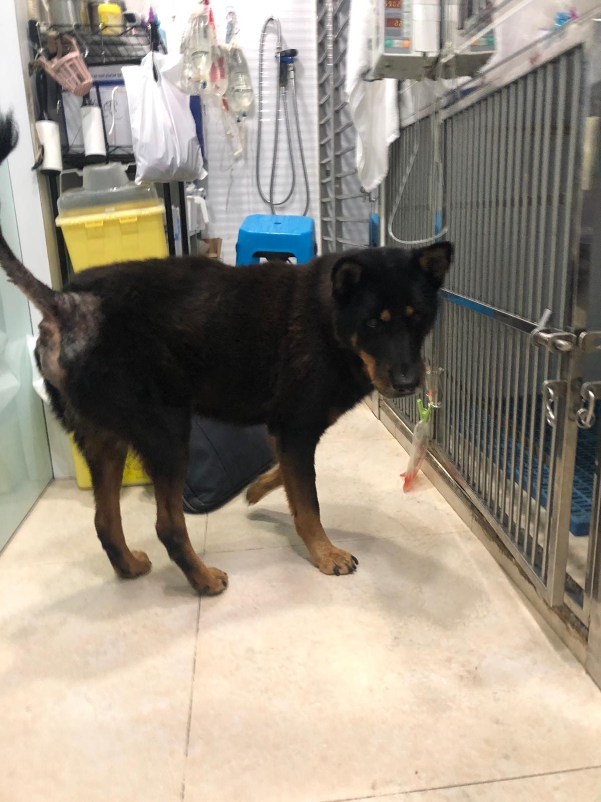 金門現時正在診所留醫。(毛孩守護者提供) 金門現時正在診所留醫。(毛孩守護者提供)