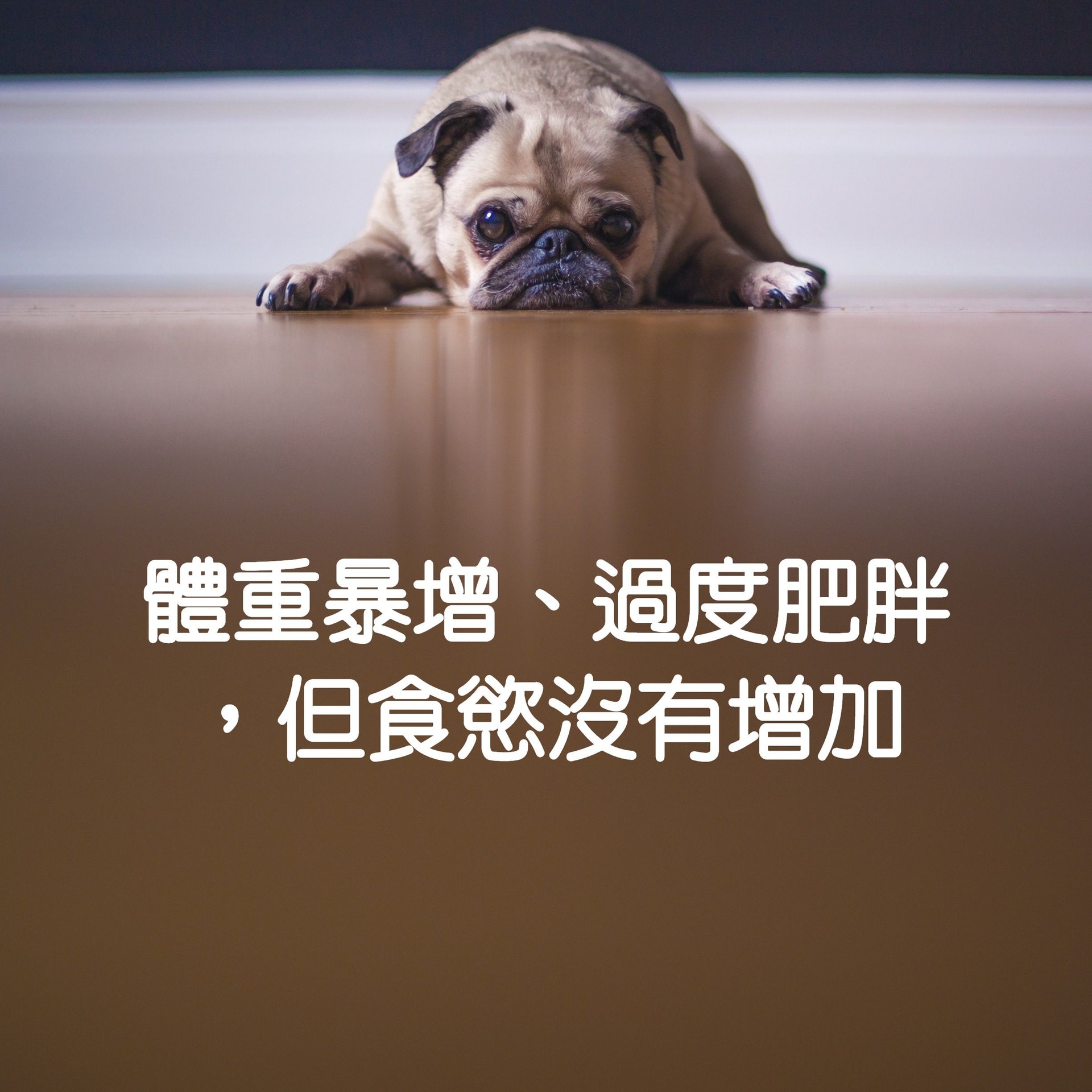 狗健康 體重忽上忽落同甲狀腺有關三種疾病不可輕視 香港01 寵物
