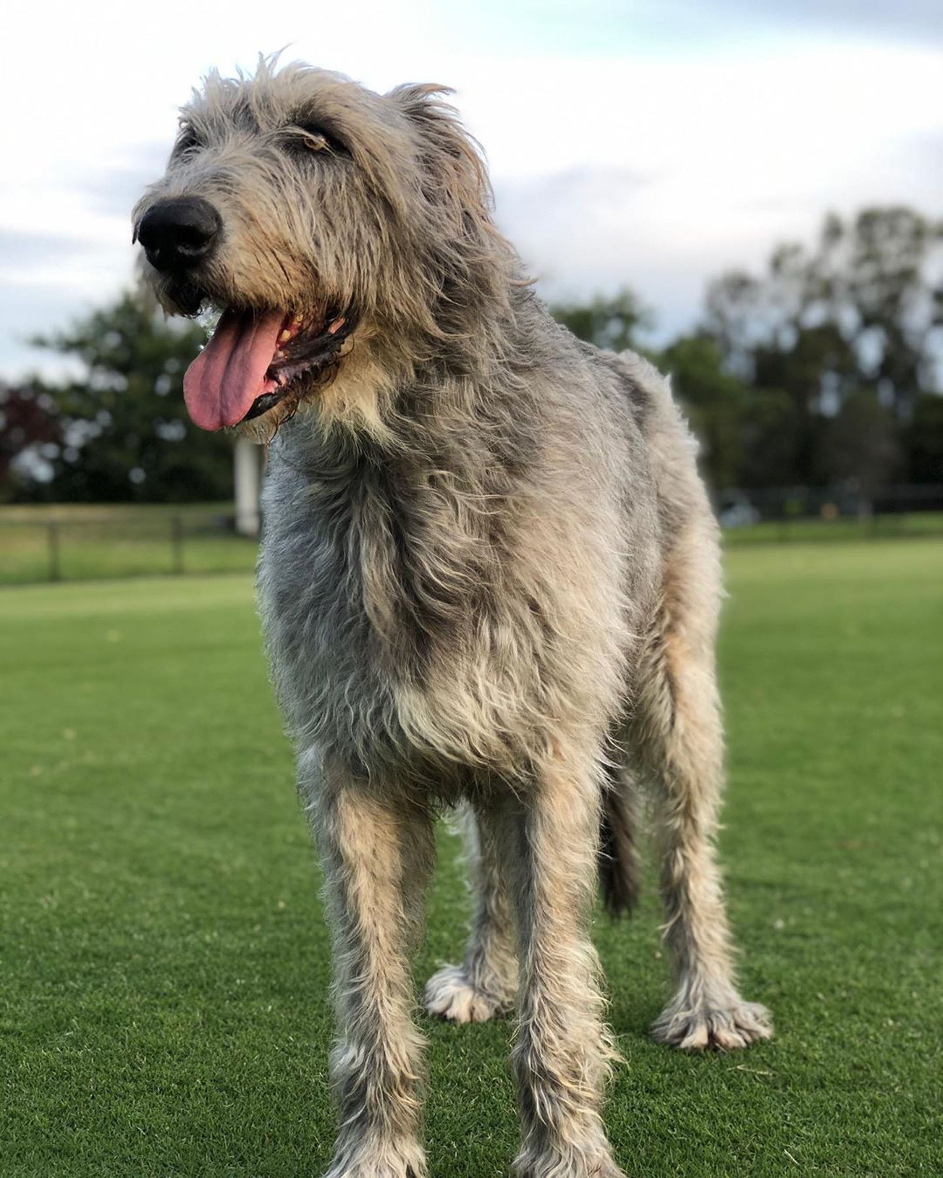 巨獸愛爾蘭獵狼犬身高比人類還高養過才知道牠只是個孩子 香港01 寵物