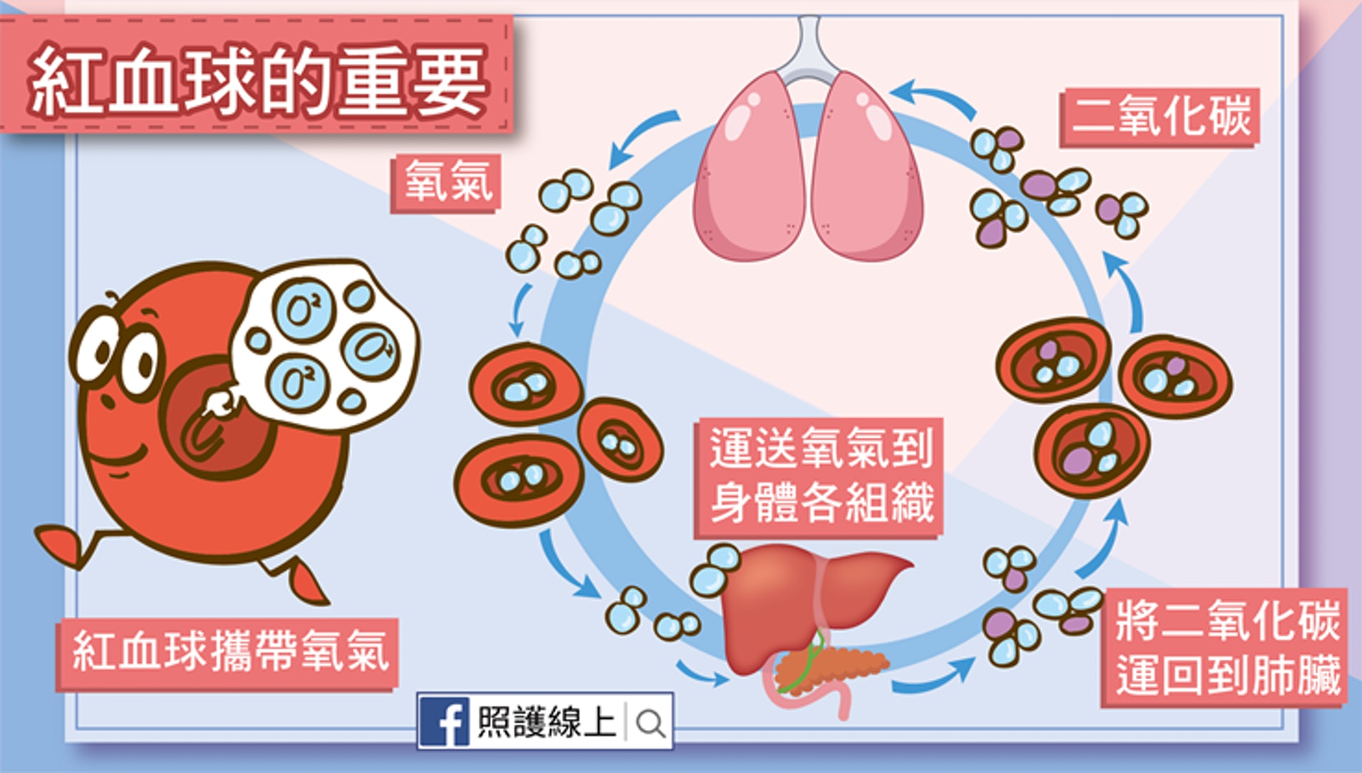 血紅素能運送氧氣到各個器官組織，並將組織的二氧化碳運回到肺臟，所以紅血球可是非常重要的啊！（照護線上授權使用）