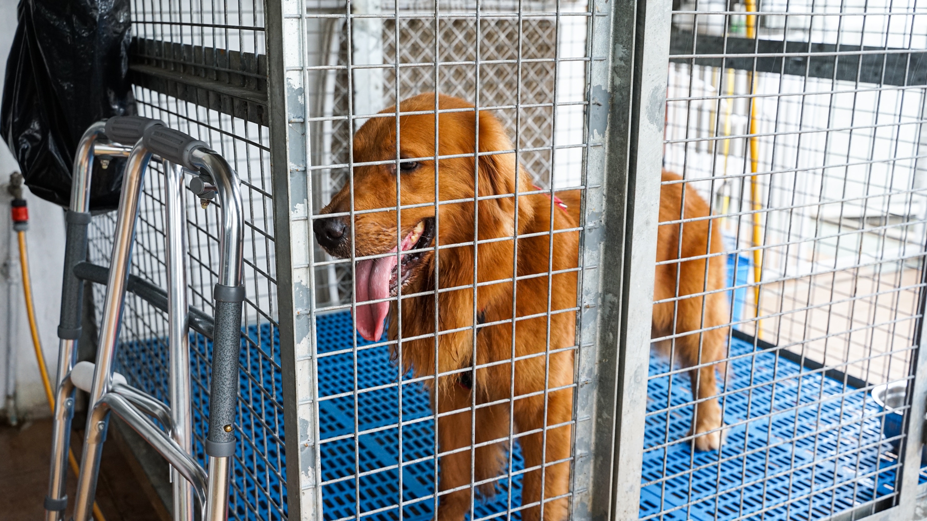 橫額可鋪在狗籠外圍,遮擋寒風及陽光。(示意圖) 橫額可鋪在狗籠外圍,遮擋寒風及陽光。(示意圖)