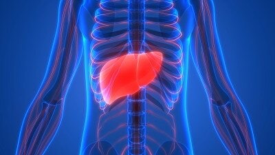 港大醫學院揭體內蛋白可致肝纖維化 研藥物針對「靶點」可望斷尾 港大醫學院揭體內蛋白可致肝纖維化 研藥物針對「靶點」可望斷尾