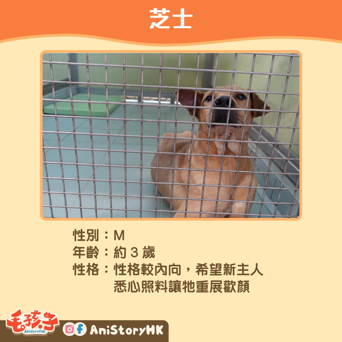 【7】芝士(3歲) 【7】芝士(3歲)