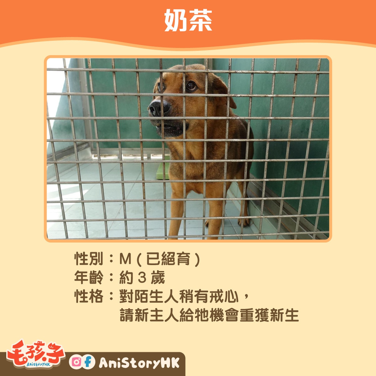 【3】奶茶(3歲) 【3】奶茶(3歲)