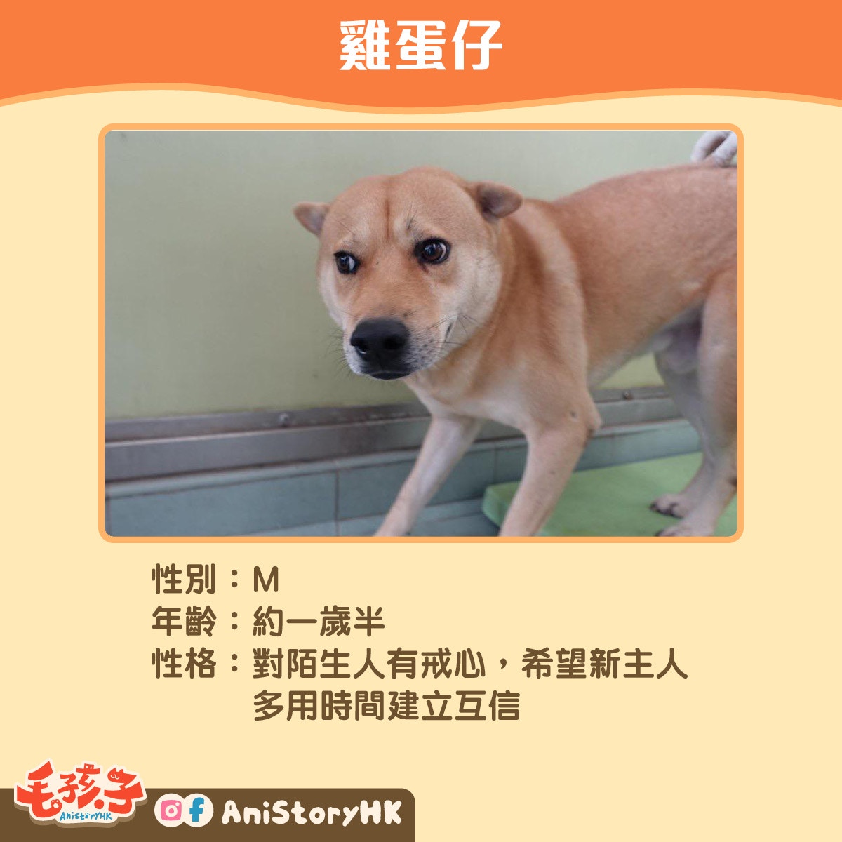 【5】雞蛋仔(1歲半) 【5】雞蛋仔(1歲半)