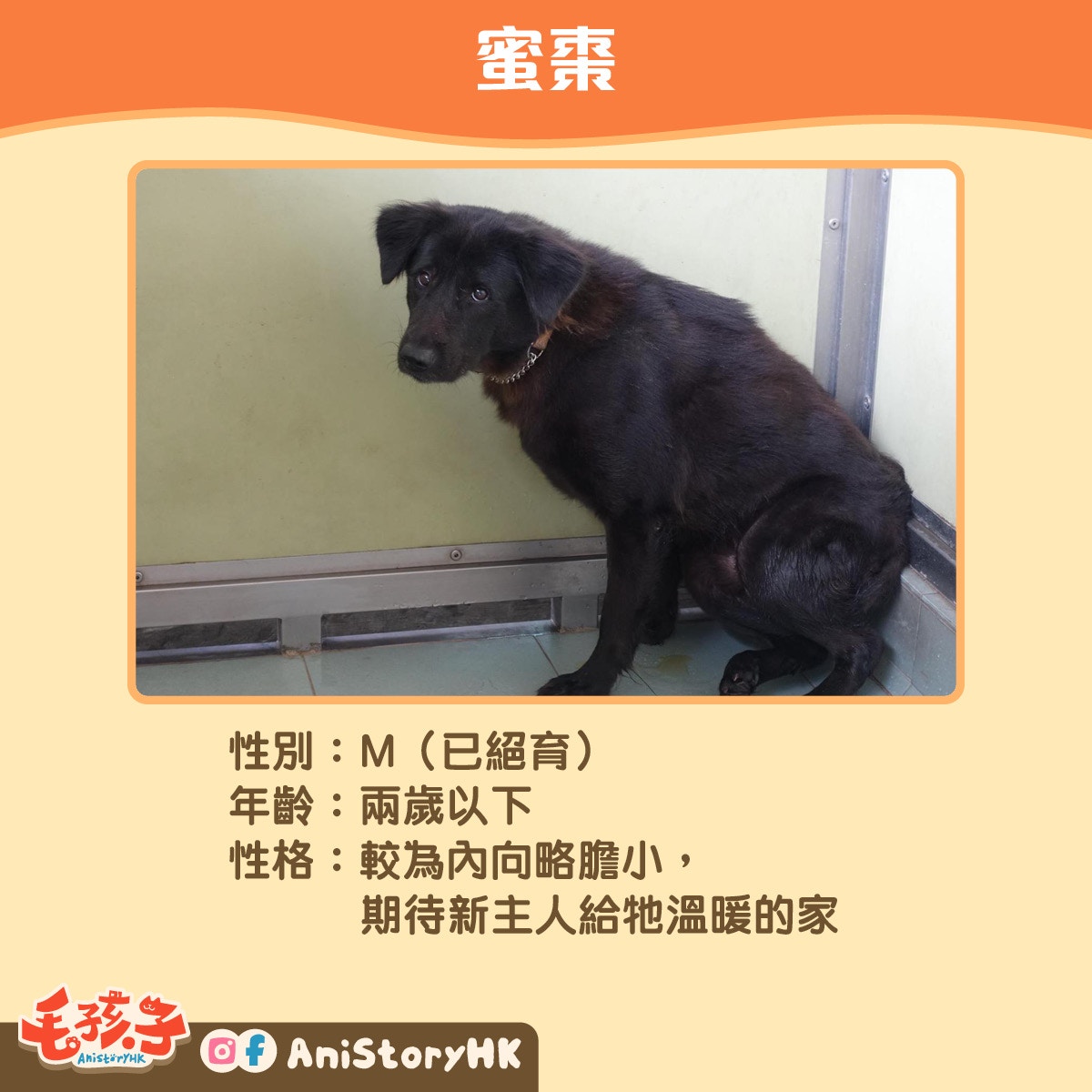 【1】蜜棗(不足2歲) 【1】蜜棗(不足2歲)