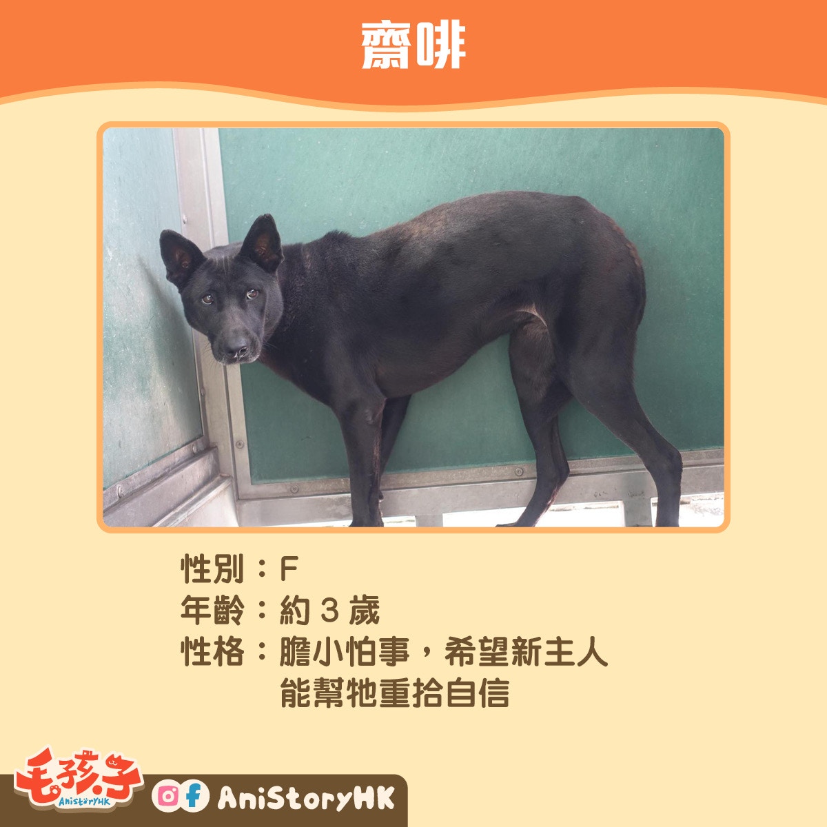 【4】齋啡(3歲) 【4】齋啡(3歲)