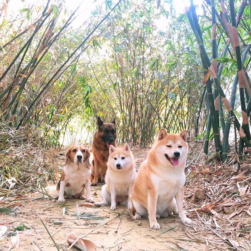 現實狗 家中4狗 黑面 待主人街上遇美女合照即變臉 香港01 寵物