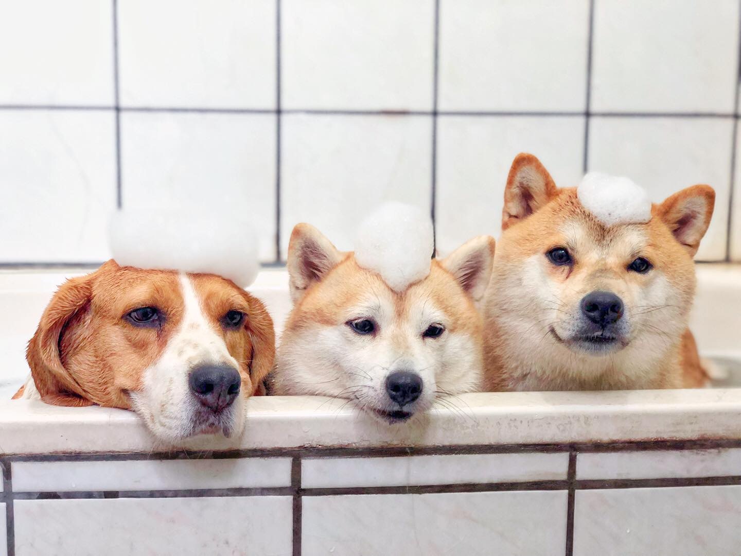 現實狗 家中4狗 黑面 待主人街上遇美女合照即變臉 香港01 寵物