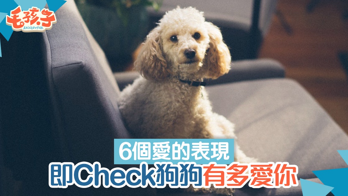 【狗咬拖鞋】咬你的東西等於鐘意你?狗狗對住最愛的6個表現 【狗咬拖鞋】咬你的東西等於鐘意你?狗狗對住最愛的6個表現