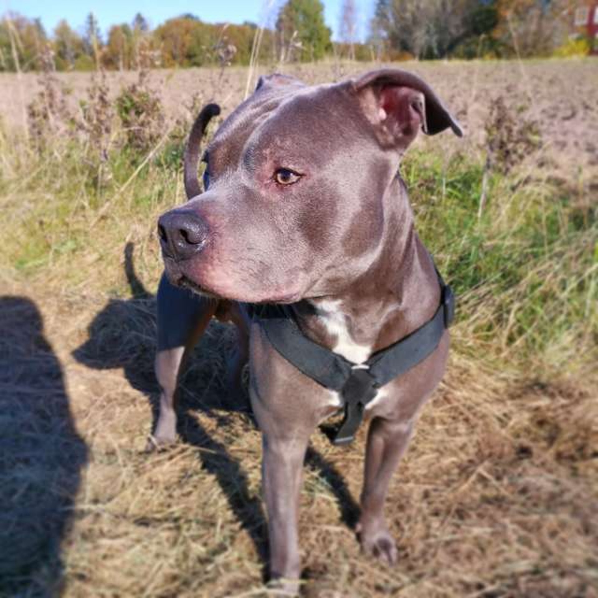 比特犬Simba並不受鄰居婆婆歡迎。(facebook圖片:Arjanit Mehana) 比特犬Simba並不受鄰居婆婆歡迎。(facebook圖片:Arjanit Mehana)