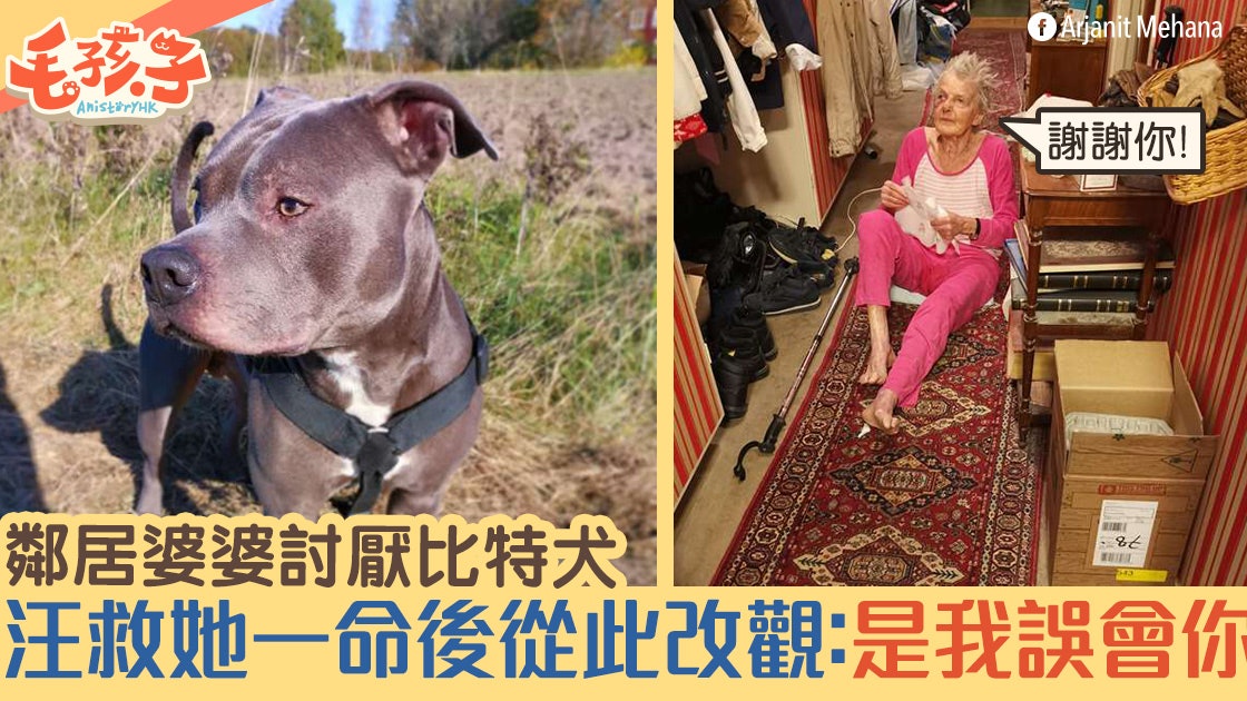 比特犬樣子兇惡被鄰居婆婆討厭 直至牠救婆婆一命結局才改變 比特犬樣子兇惡被鄰居婆婆討厭 直至牠救婆婆一命結局才改變
