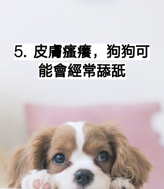 照顧老狗 應對白內障 慢性肝病主人照顧老狗3大技巧 香港01 寵物