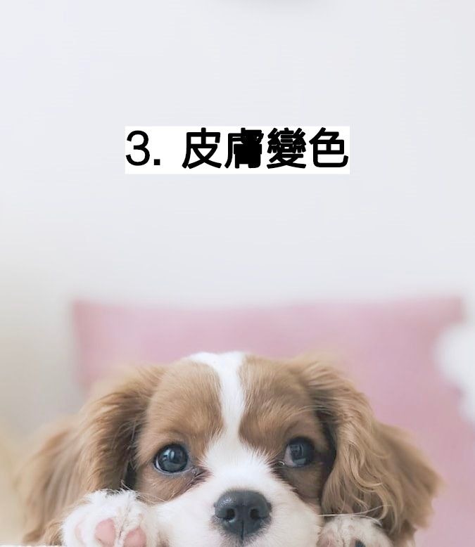 照顧老狗 應對白內障 慢性肝病主人照顧老狗3大技巧 香港01 寵物