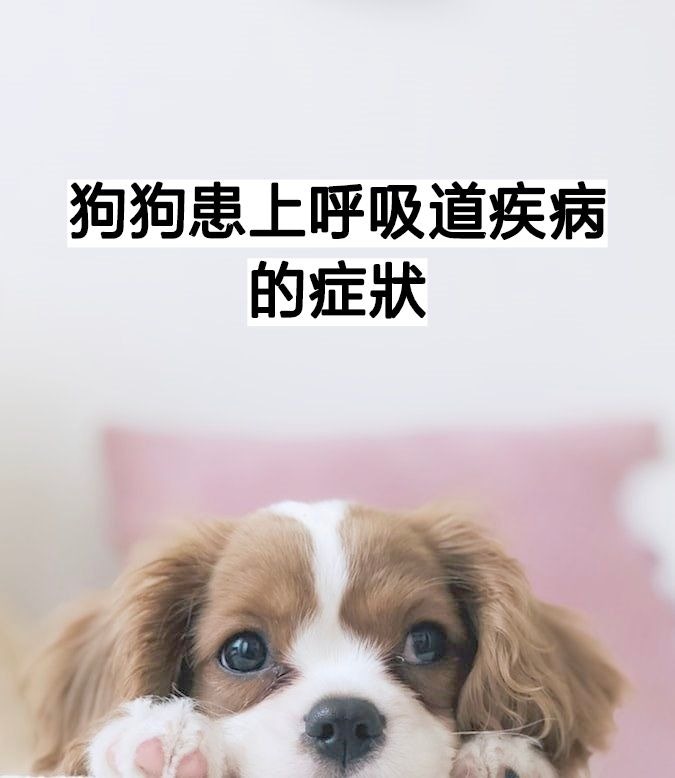 狗狗患上呼吸道疾病的症狀（01製圖/TR Photography/unspash ）