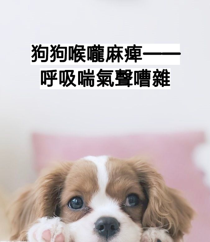 狗健康 愛吠狗狗反常做啞巴 有可能患上這3種呼吸道疾病