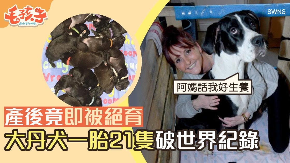 大丹犬誕21只小狗創世界紀錄!產後即被安排絕育 全因一個理由 大丹犬誕21只小狗創世界紀錄!產後即被安排絕育 全因一個理由