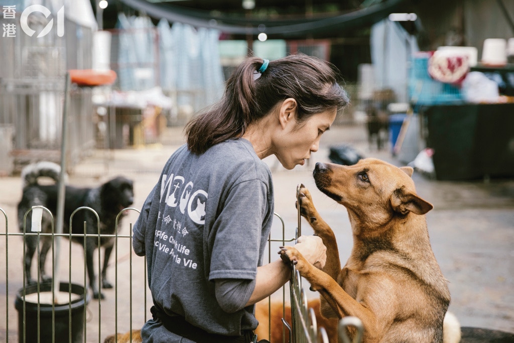 沙律媽(陳慧珍)是「沙律貓狗之家」的創辦人。(鄭子峰攝) 沙律媽(陳慧珍)是「沙律貓狗之家」的創辦人。(鄭子峰攝)