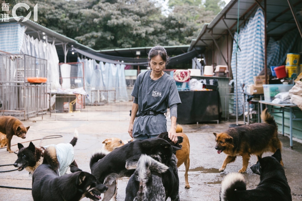 「沙律貓狗之家」年初接獲地政署通知違規,要求清拆場內所有建築。(鄭子峰攝) 「沙律貓狗之家」年初接獲地政署通知違規,要求清拆場內所有建築。(鄭子峰攝)