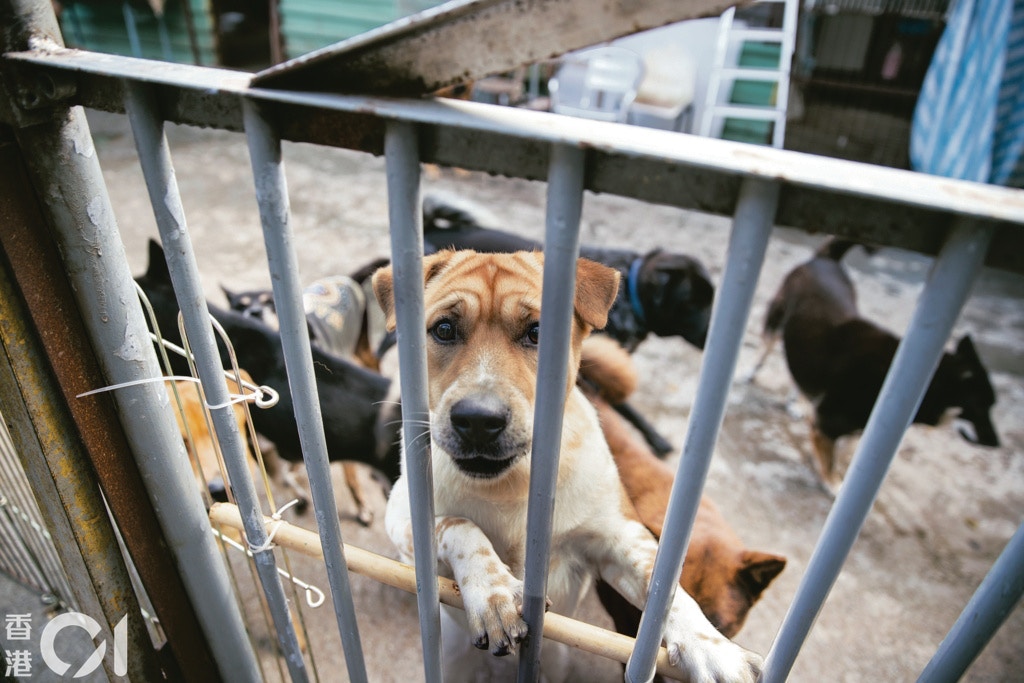 她自1997年起收養狗隻,後來更不惜辭去高薪厚職,寧投入更多時間照顧貓狗。(鄭子峰攝) 她自1997年起收養狗隻,後來更不惜辭去高薪厚職,寧投入更多時間照顧貓狗。(鄭子峰攝)